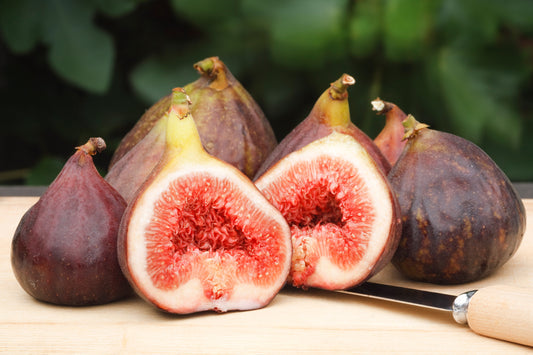 Common Edible Fig Fruit Seeds