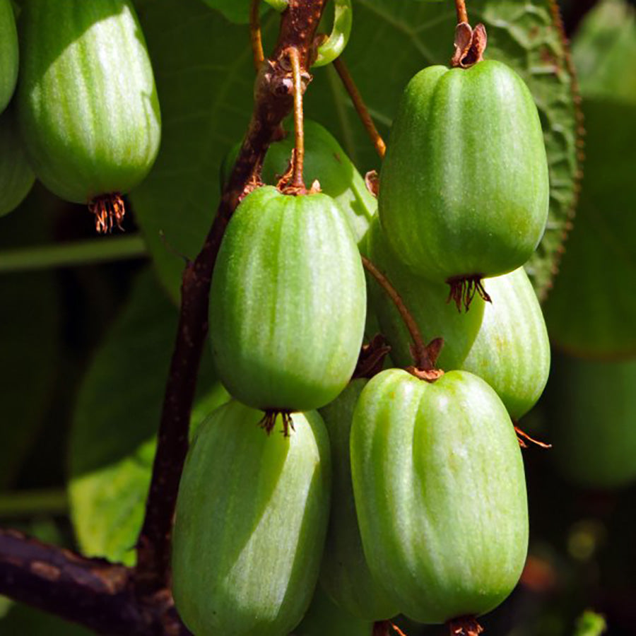 Sentyabraskaya Kiwi Seeds for Planting – Grow Sweet & Cold-Hardy Kiwi Fruits