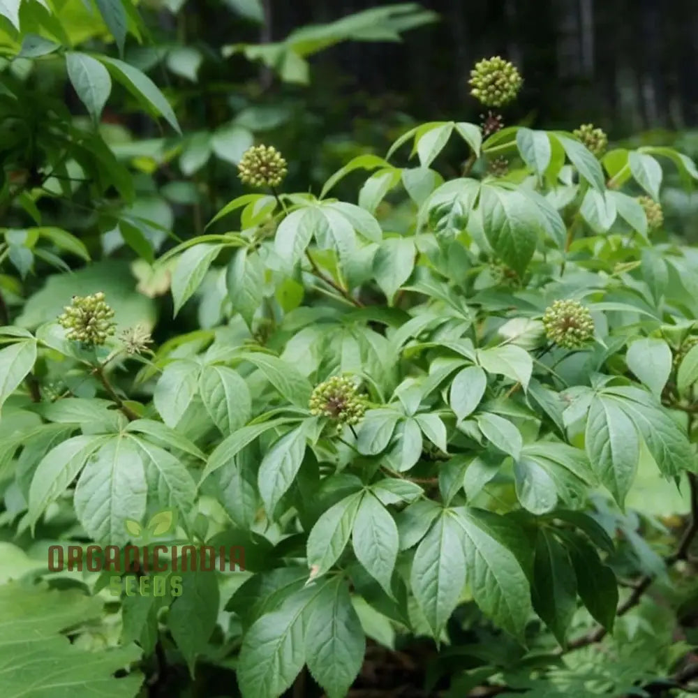 Siberian Ginseng Fruit Seeds – Elevate Your Gardening With Medicinal Blooms And Bountiful