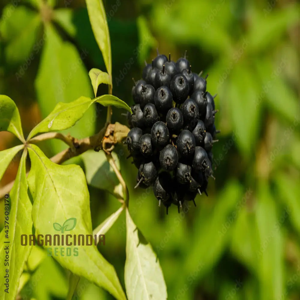 Siberian Ginseng Fruit Seeds – Elevate Your Gardening With Medicinal Blooms And Bountiful