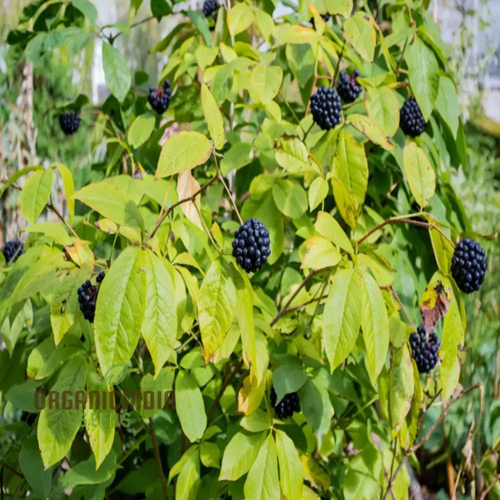 Siberian Ginseng Fruit Seeds â€“ Elevate Your Gardening With Medicinal Blooms And Bountiful