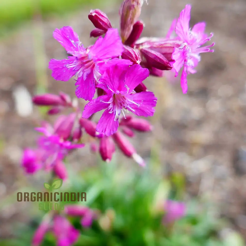 Silene Viscaria Seeds - Premium Planting For Your Garden