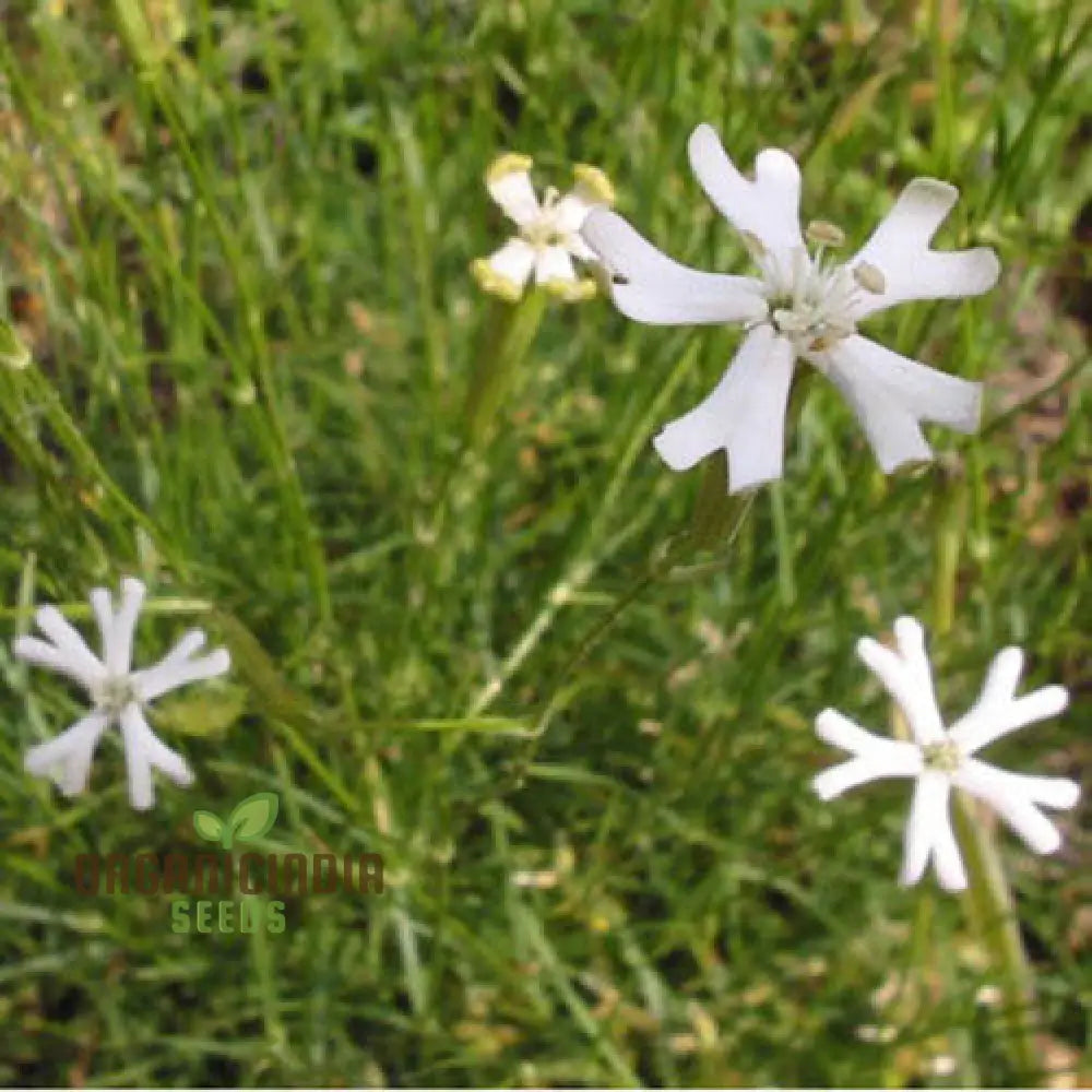 Silene Waldsteinii Seeds - Rare Alpine Plant For Planting In Your Garden