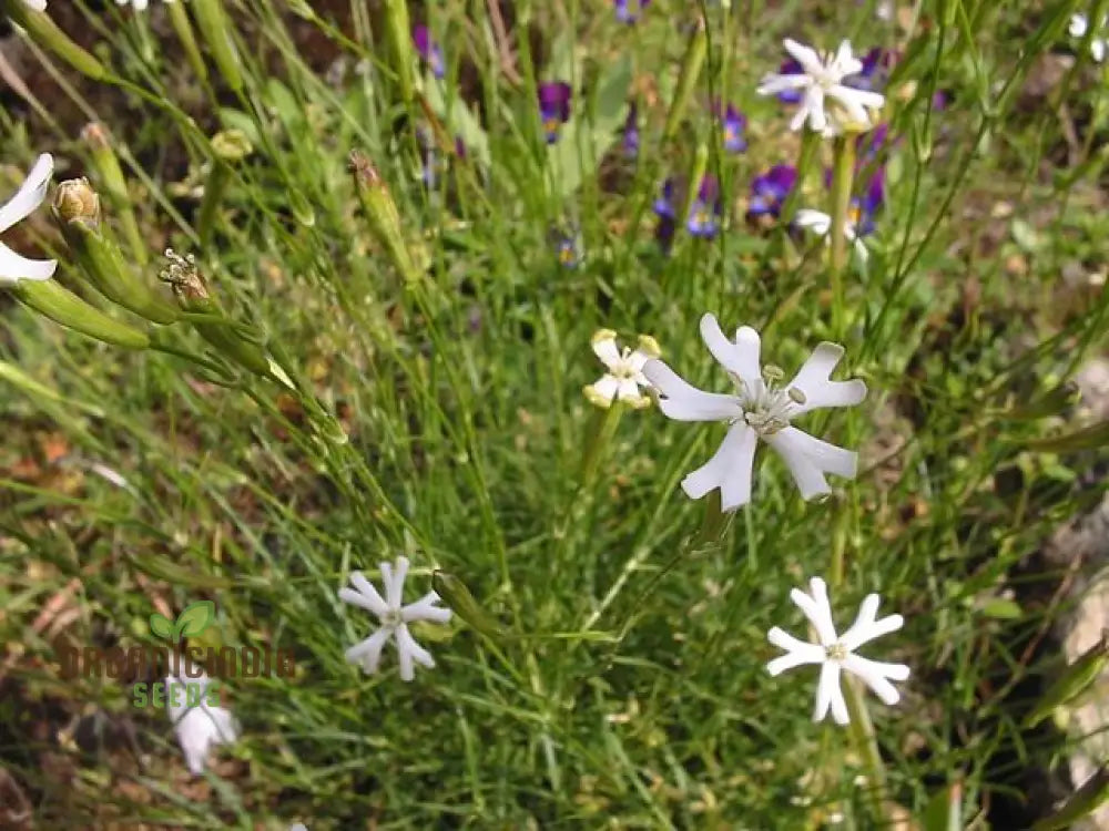 Silene Waldsteinii Seeds - Rare Alpine Plant For Planting In Your Garden