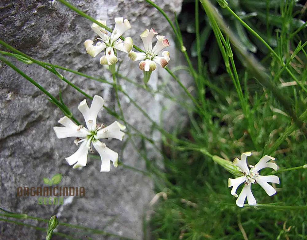 Silene Waldsteinii Seeds - Rare Alpine Plant For Planting In Your Garden