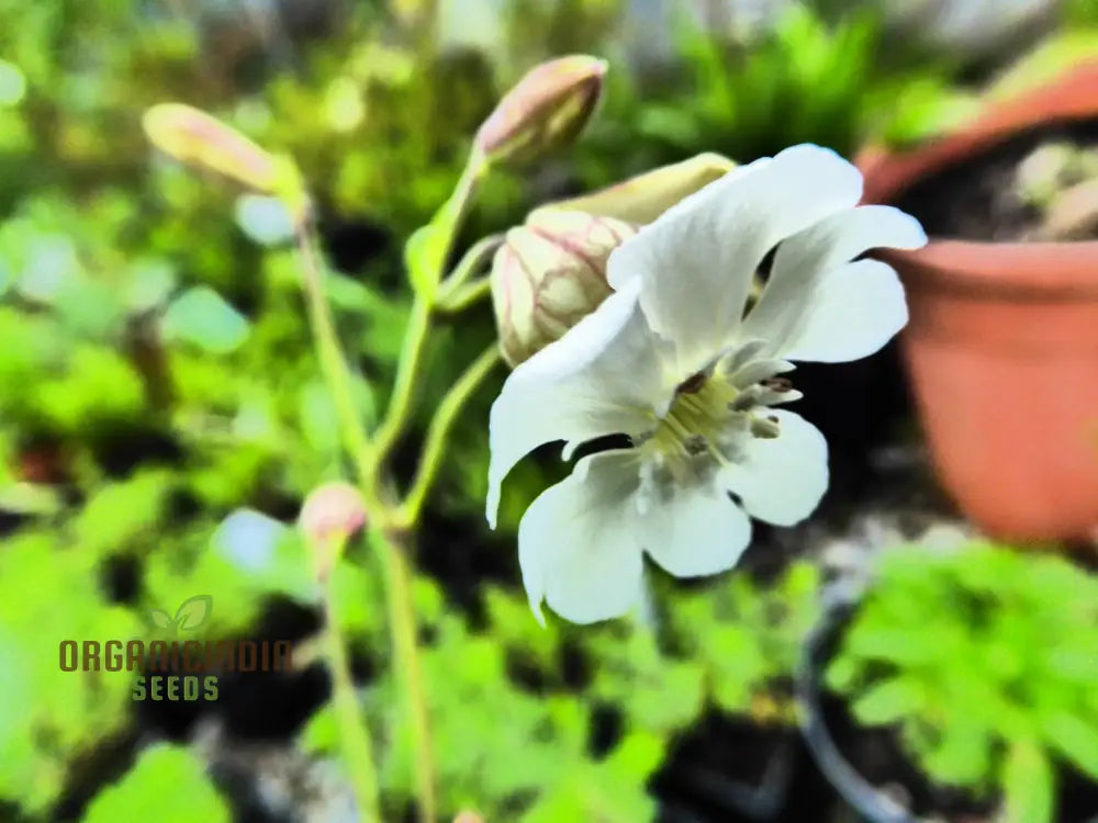 Silene Zawadskii Seeds - Premium Quality For Planting And Cultivating Beautiful Blooms