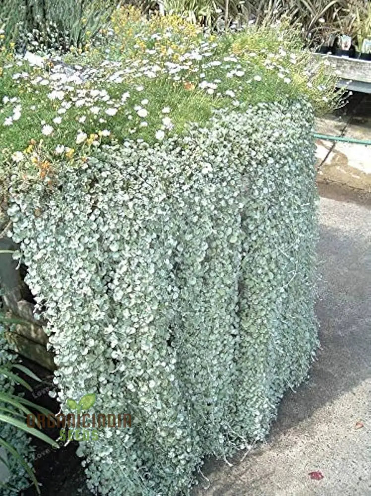 Silver Falls Dichondra Seeds For Planting - 100 Pcs Plant