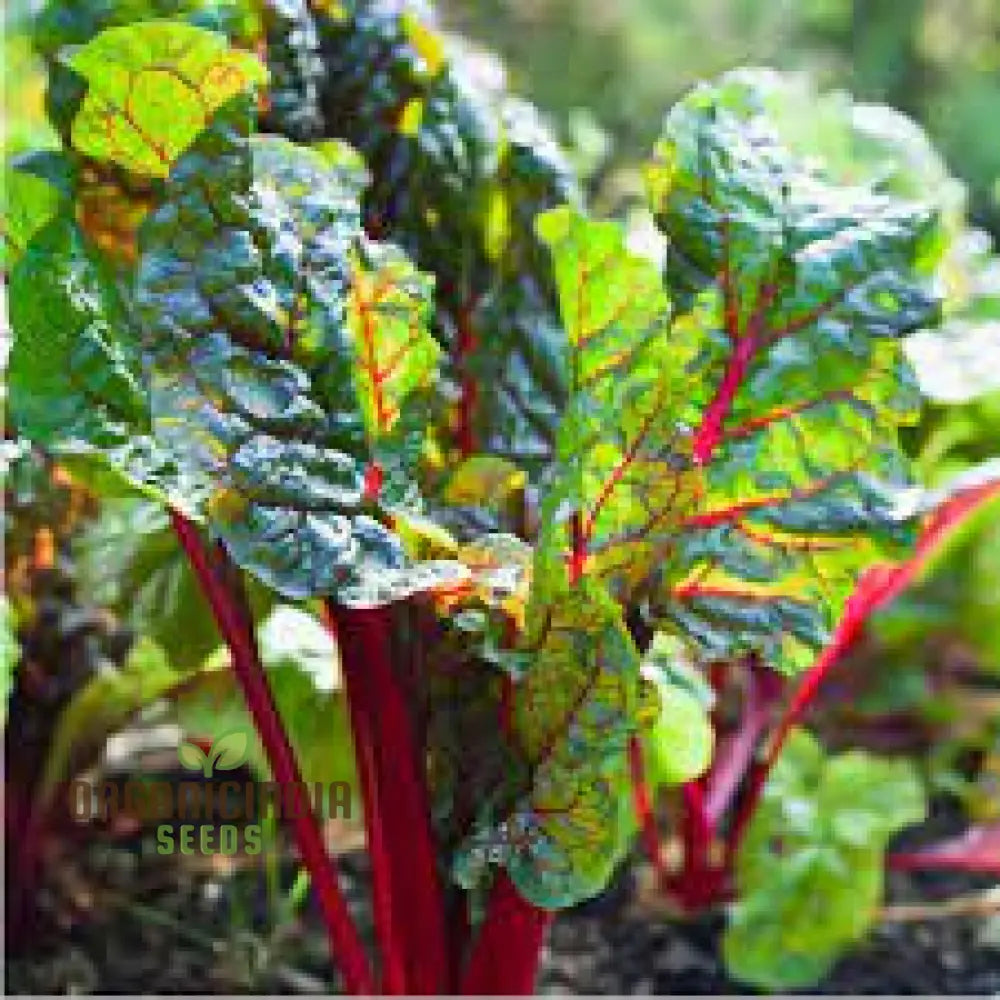 Silverbeet - Heirloom Mix Seeds For Planting | Premium Quality Gardening