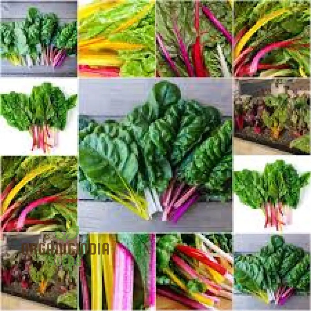 Silverbeet - Heirloom Mix Seeds For Planting | Premium Quality Gardening