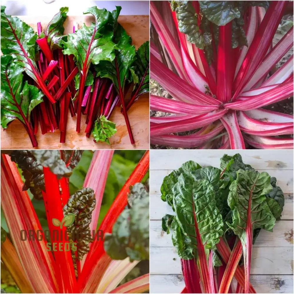 Silverbeet - Magenta Seeds | High-Quality For Planting & Gardening Organic Your Garden