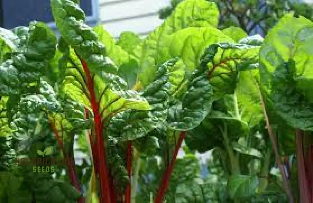 Silverbeet - Magenta Seeds | High-Quality For Planting & Gardening Organic Your Garden