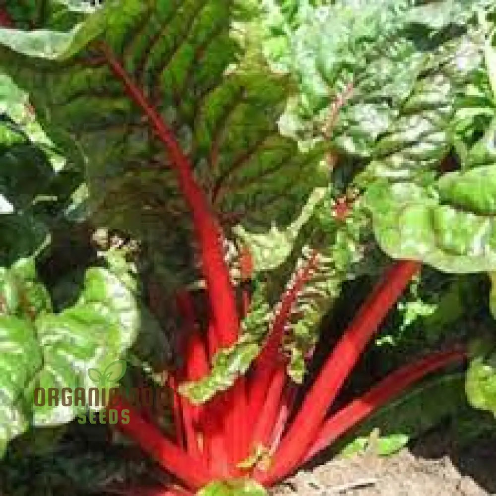 Silverbeet - Magenta Seeds | High-Quality For Planting & Gardening Organic Your Garden