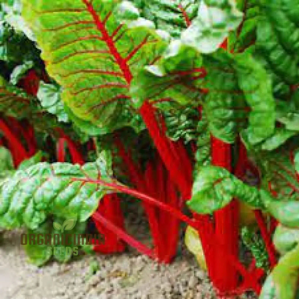 Silverbeet - Magenta Seeds | High-Quality For Planting & Gardening Organic Your Garden