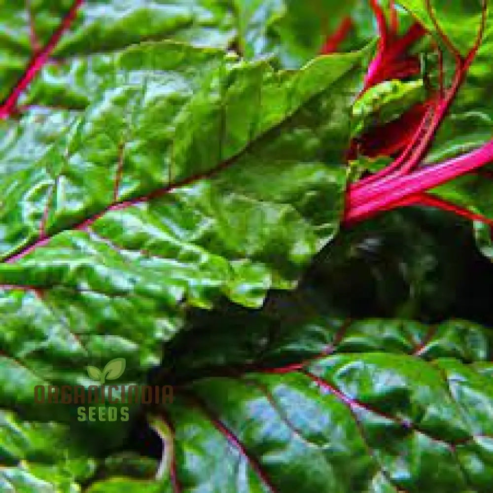 Silverbeet - Magenta Seeds | High-Quality For Planting & Gardening Organic Your Garden