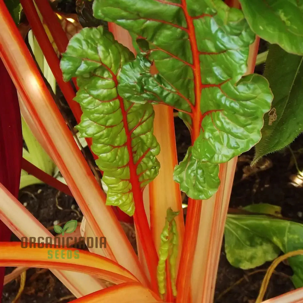 Silverbeet Oriole Decort (Orange) Seeds - Premium Quality For Planting & Gardening