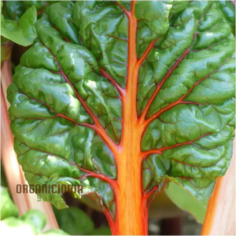 Silverbeet Oriole Decort (Orange) Seeds - Premium Quality For Planting & Gardening