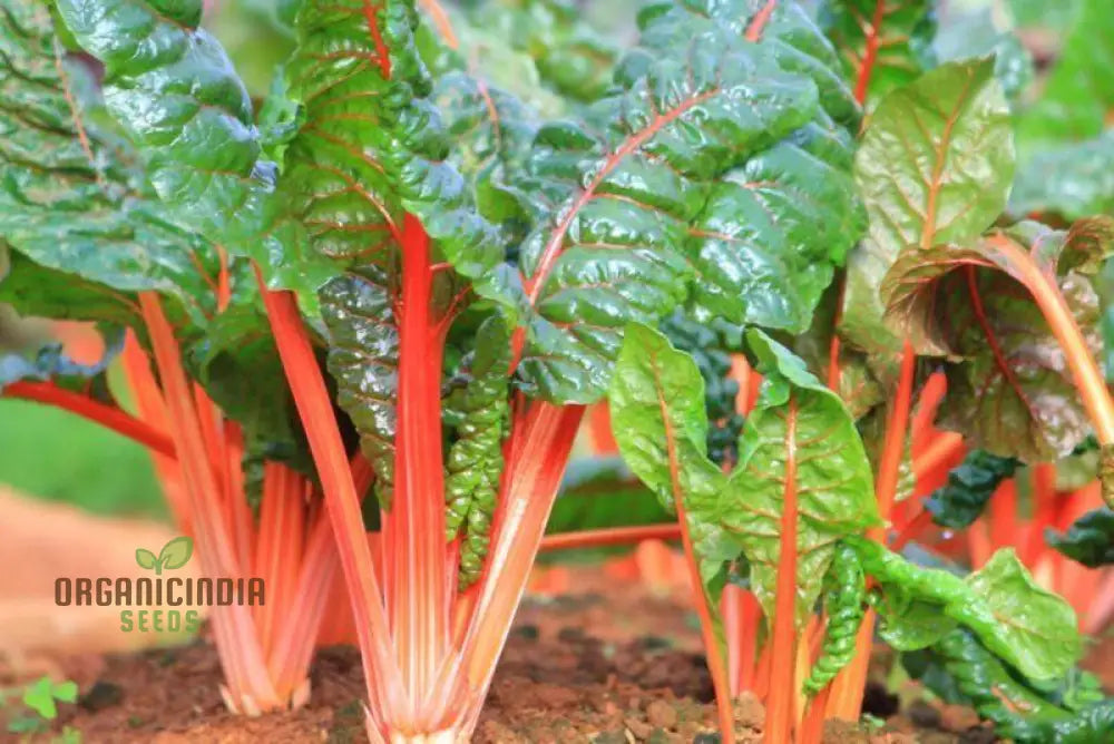 Silverbeet Oriole Decort (Orange) Seeds - Premium Quality For Planting & Gardening