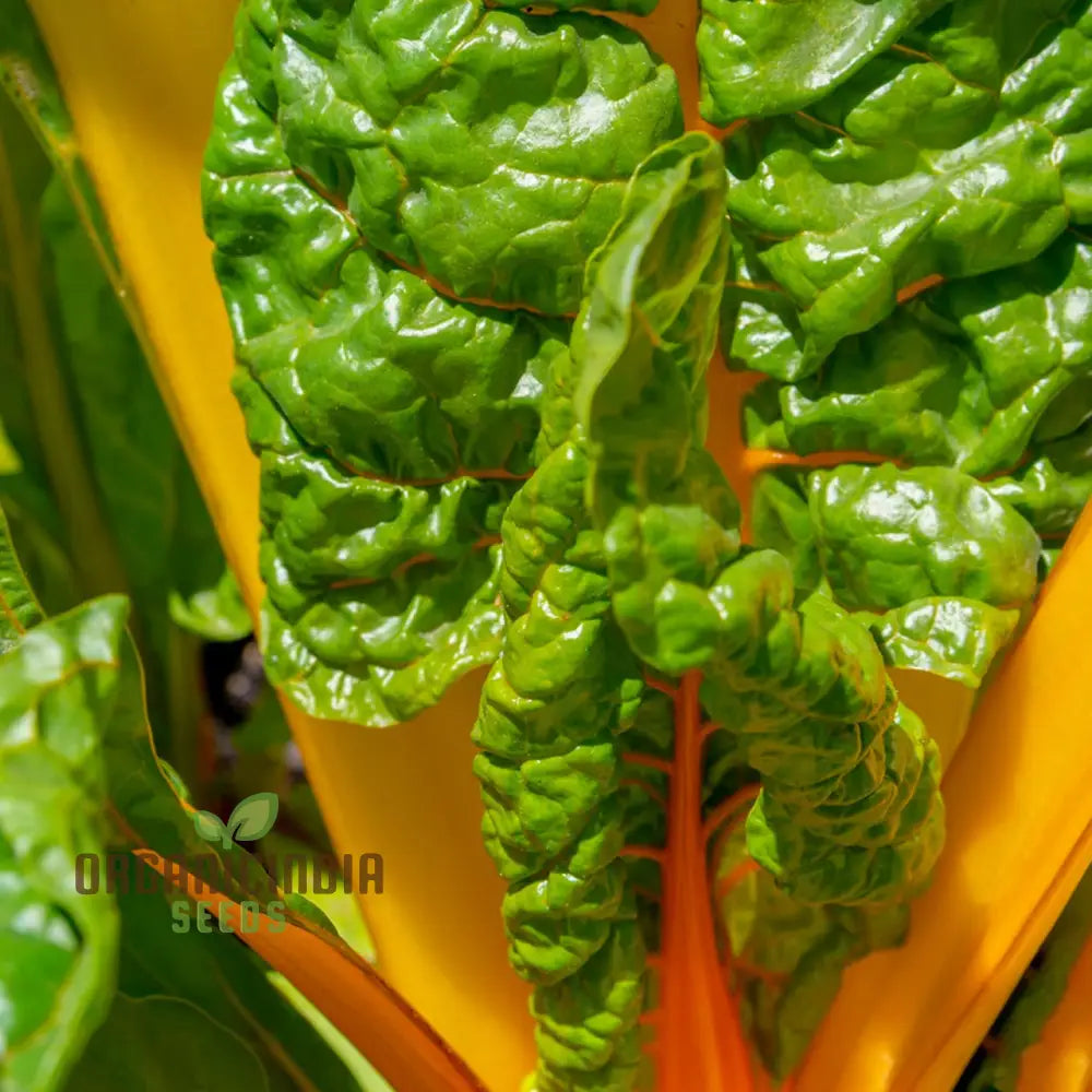 Silverbeet Oriole Decort (Orange) Seeds - Premium Quality For Planting & Gardening