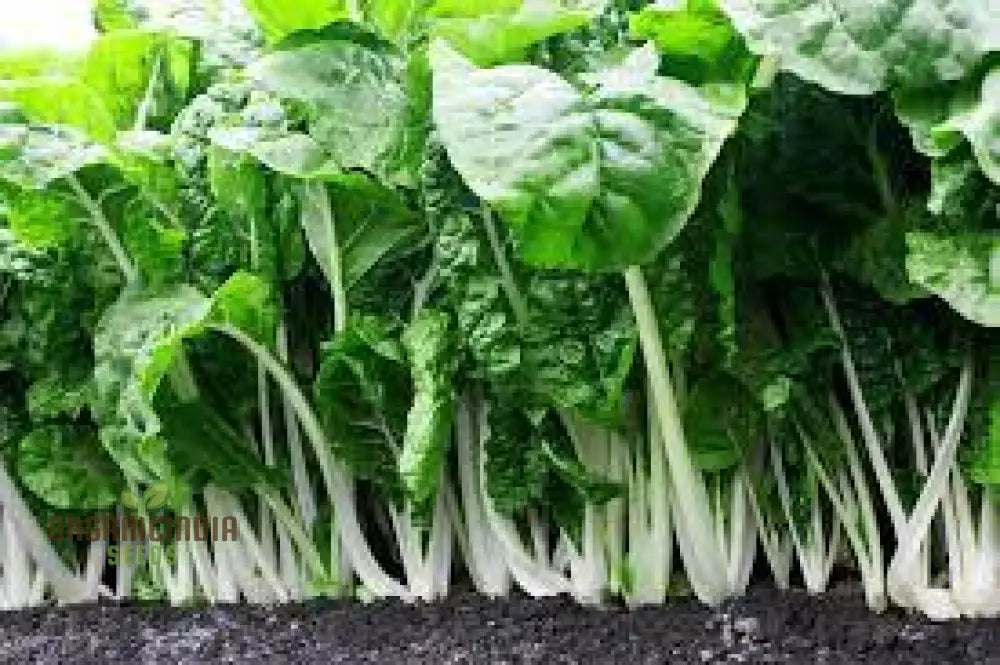 Silverbeet - Silverton Seeds For Planting And Gardening | Premium Quality