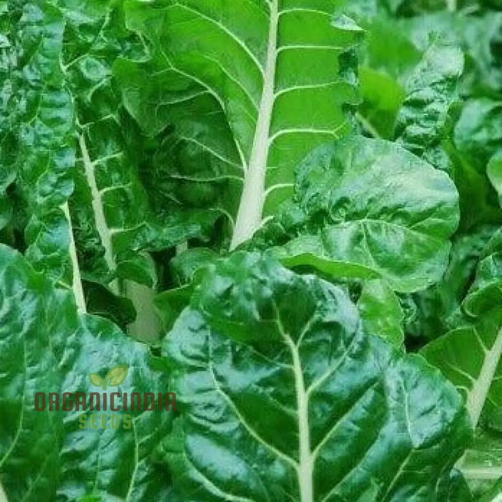 Silverbeet - Silverton Seeds For Planting And Gardening | Premium Quality