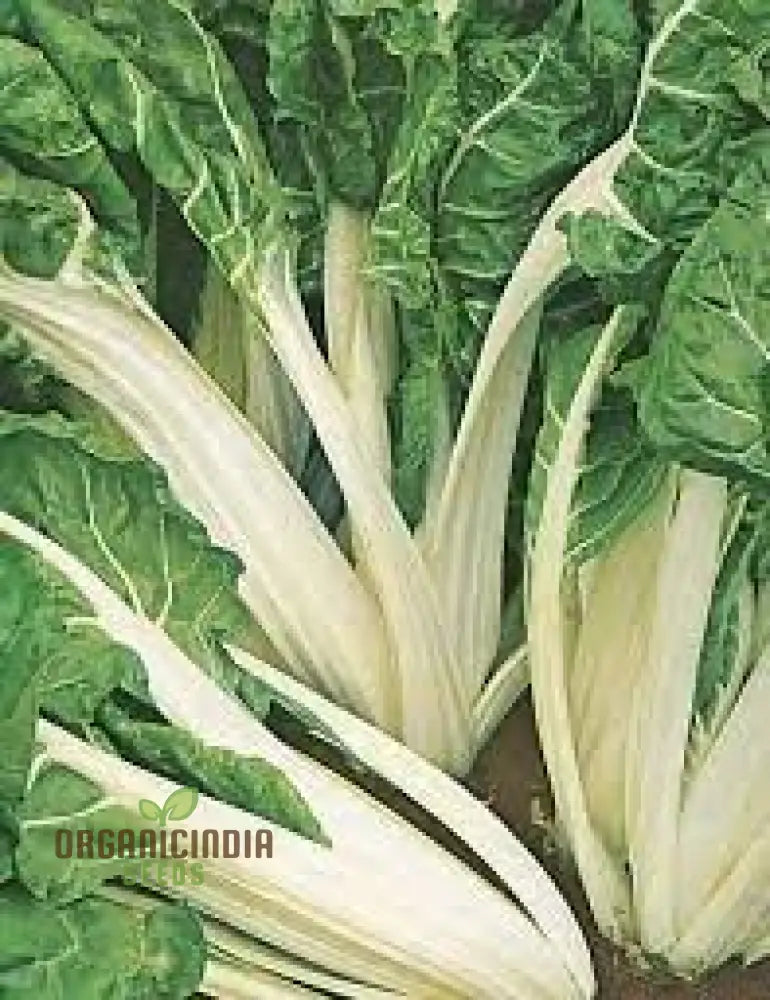 Silverbeet - Silverton Seeds For Planting And Gardening | Premium Quality