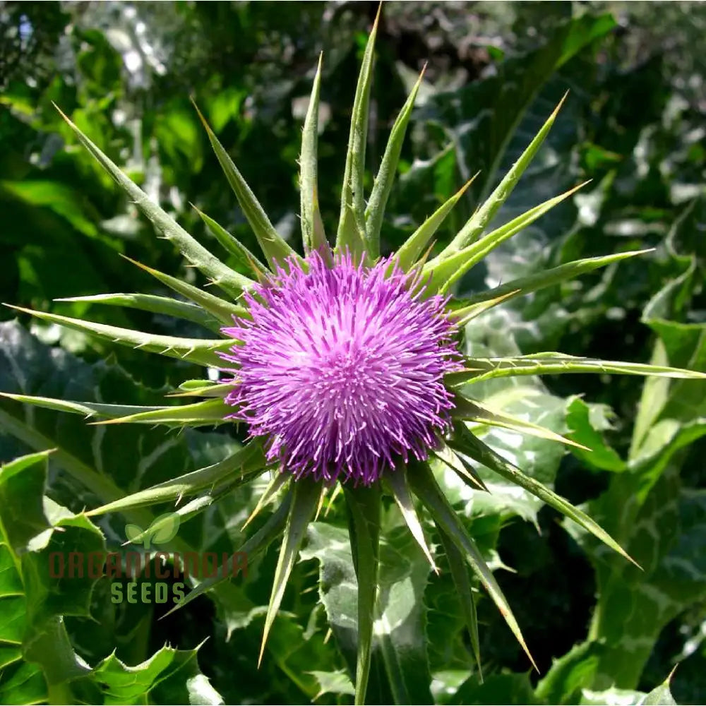 Silybum Marianum Seeds - Premium Planting Variety For Your Garden