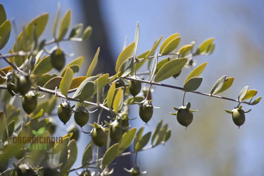 Simmondsia Chinensis Seeds - Fruit Planting (100 Pcs)