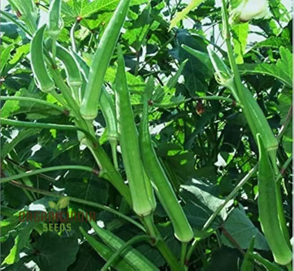 Simpson Okra Vegetable Seeds Growing Hardy And Delicious Harvests With Expert Planting Gardening