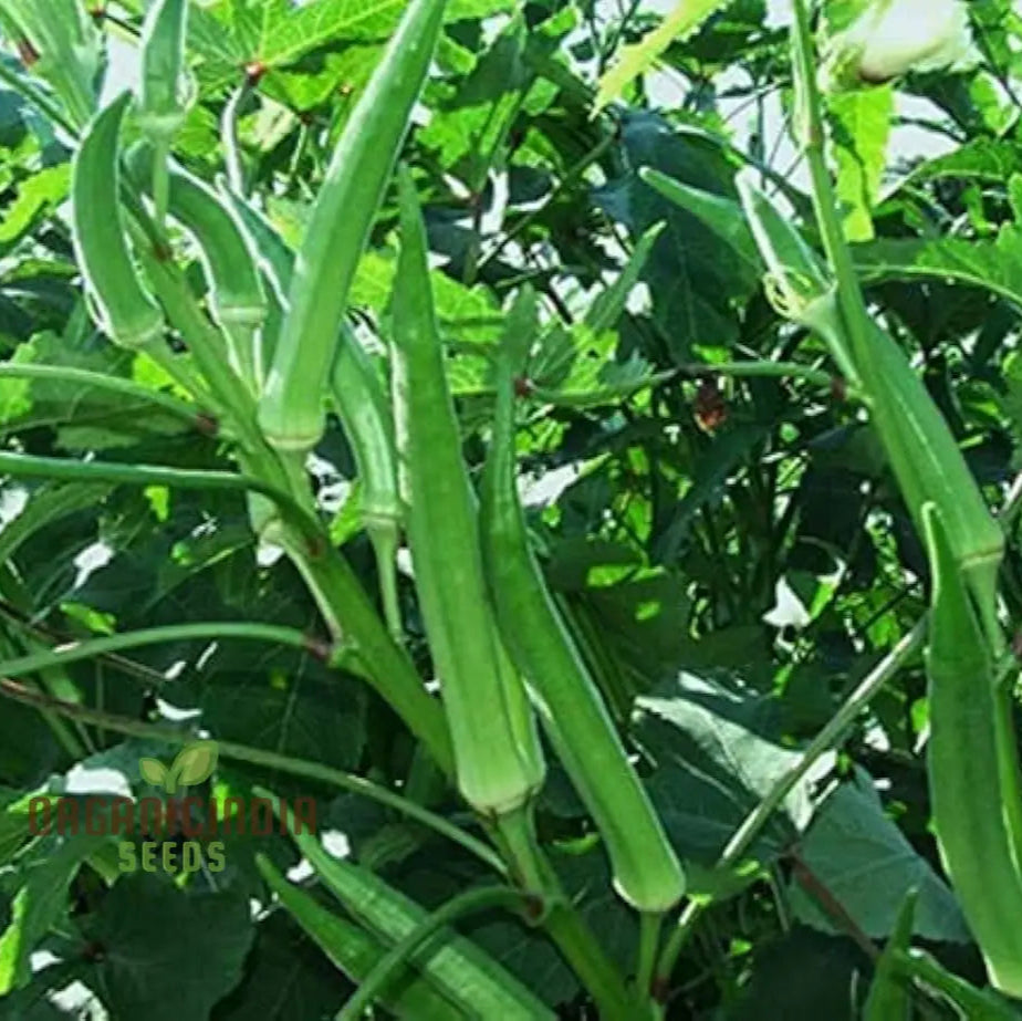 Simpson Okra Vegetable Seeds Growing Hardy And Delicious Harvests With Expert Planting Gardening