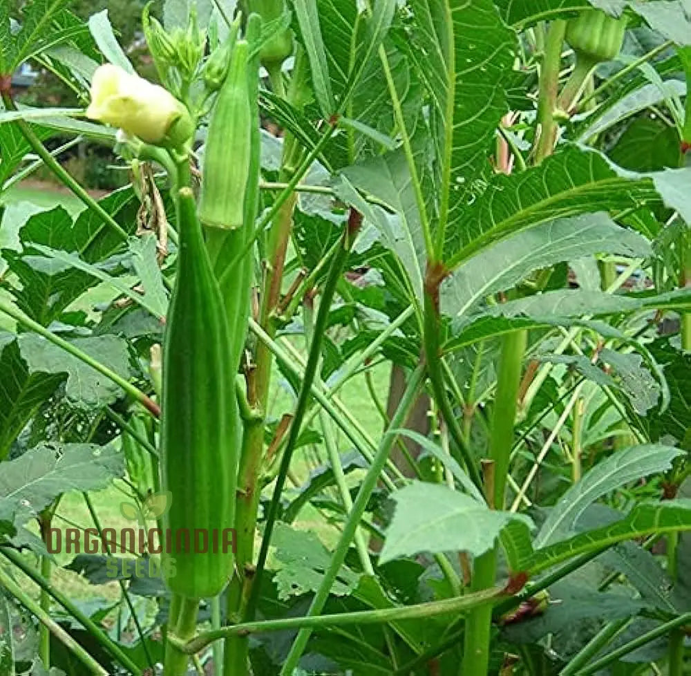 Simpson Okra Vegetable Seeds Growing Hardy And Delicious Harvests With Expert Planting Gardening