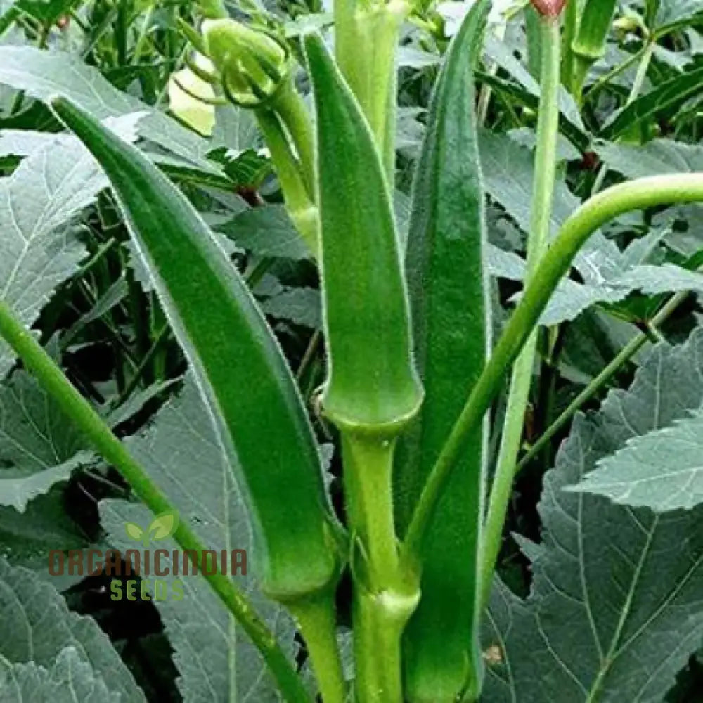 Simpson Okra Vegetable Seeds Growing Hardy And Delicious Harvests With Expert Planting Gardening