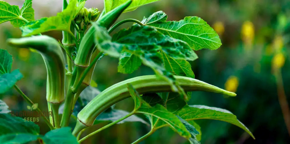 Simpson Okra Vegetable Seeds Growing Hardy And Delicious Harvests With Expert Planting Gardening