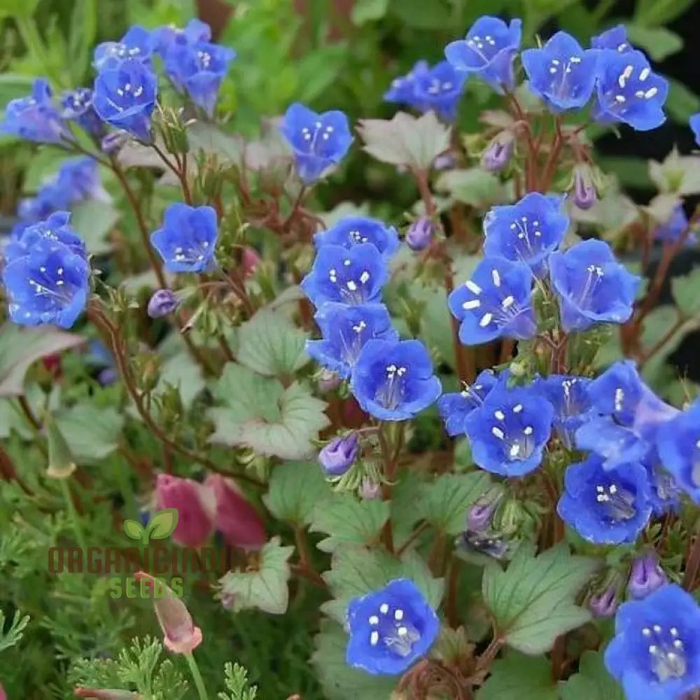 Singinâ€™ The Blues - Exclusive Blue Wildflower Seeds For A Beautiful Garden