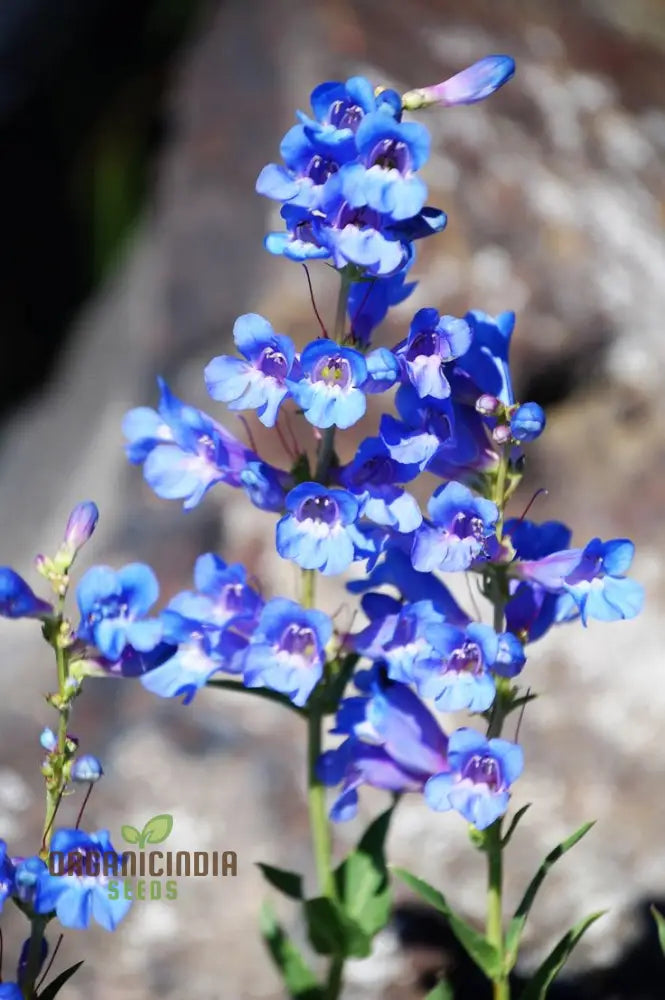 Singin’ The Blues - Exclusive Blue Wildflower Seeds For A Beautiful Garden