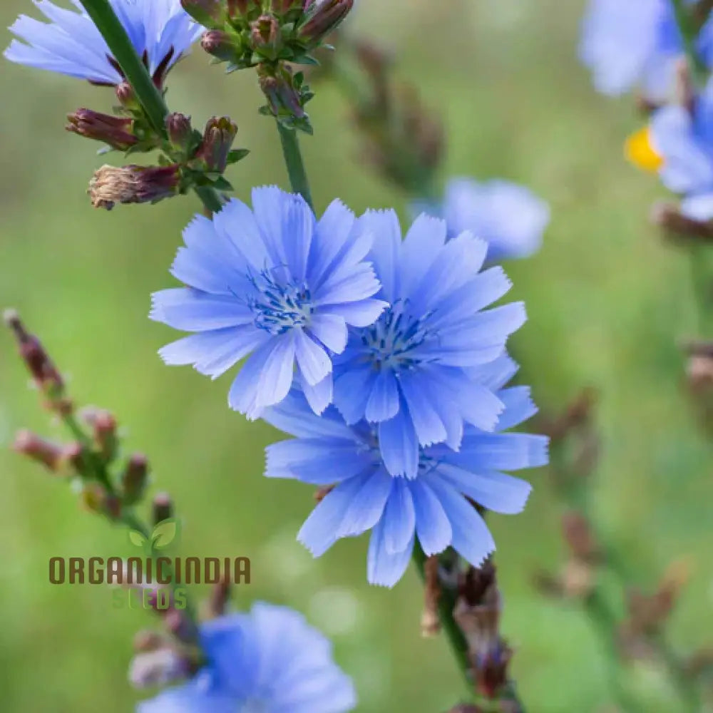 Singin’ The Blues - Exclusive Blue Wildflower Seeds For A Beautiful Garden