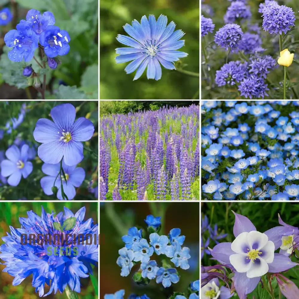 Singin’ The Blues - Exclusive Blue Wildflower Seeds For A Beautiful Garden