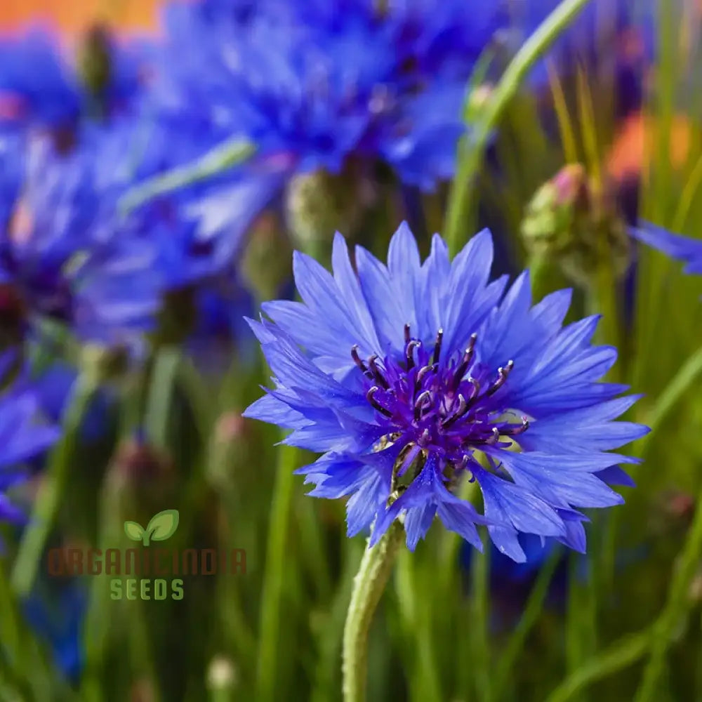 Singin’ The Blues - Exclusive Blue Wildflower Seeds For A Beautiful Garden