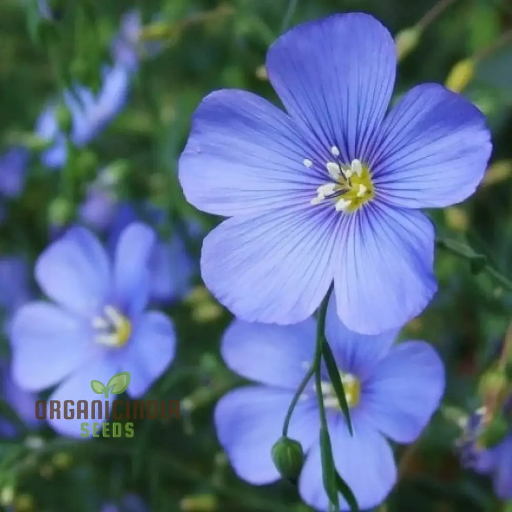 Singin’ The Blues - Exclusive Blue Wildflower Seeds For A Beautiful Garden