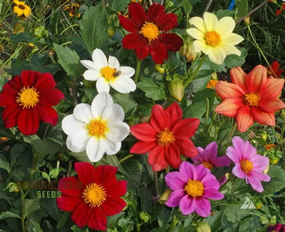 Single Flowered Mix Seeds For Planting - Buy Organic Online