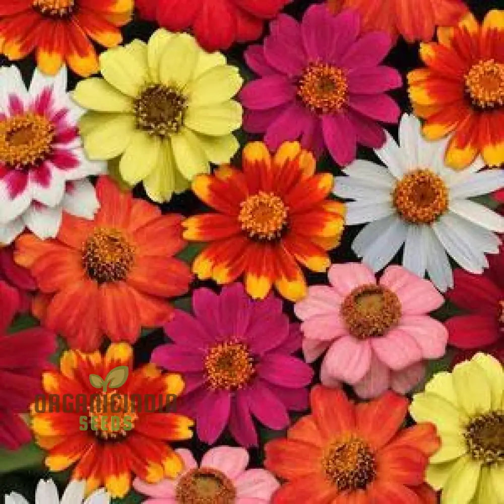 Single Flowered Mix Seeds For Planting - Buy Organic Online