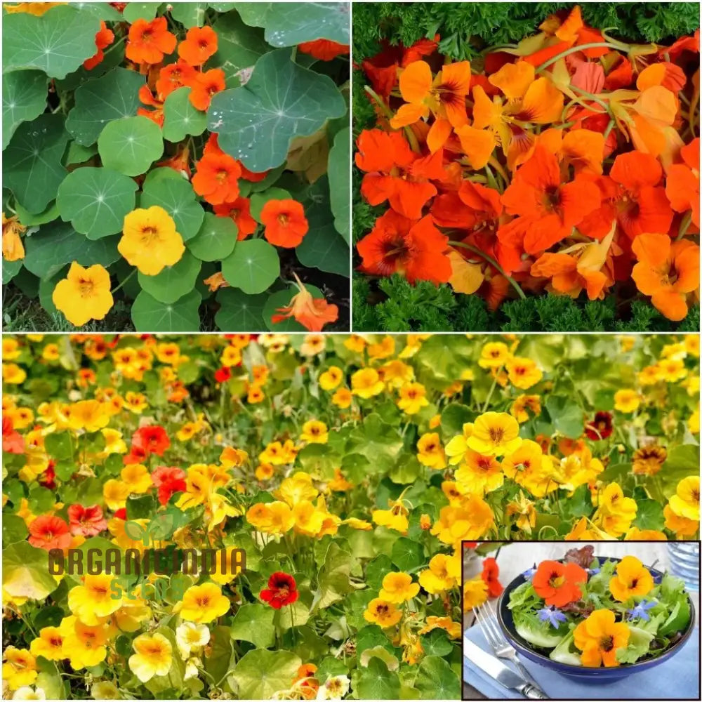 Single Mixed Nasturtium Seeds: Elevate Your Garden With Colorful Easy-To-Grow Blooms - Perfect For