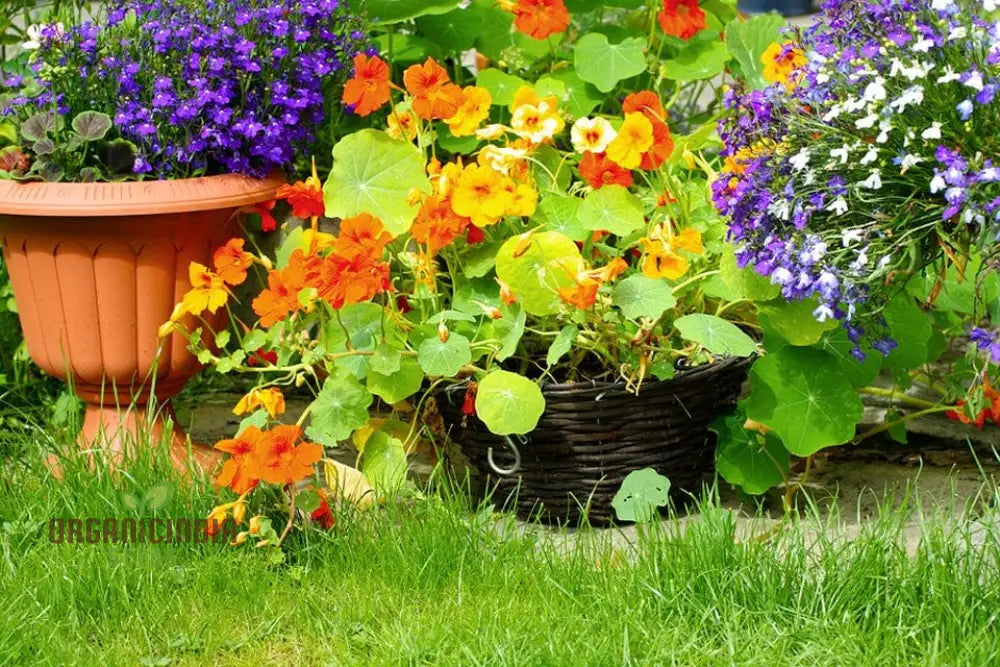 Single Mixed Nasturtium Seeds: Elevate Your Garden With Colorful Easy-To-Grow Blooms - Perfect For