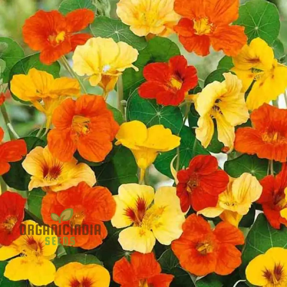 Single Mixed Nasturtium Seeds: Elevate Your Garden With Colorful Easy-To-Grow Blooms - Perfect For