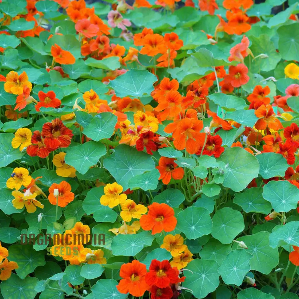 Single Mixed Nasturtium Seeds: Elevate Your Garden With Colorful Easy-To-Grow Blooms - Perfect For