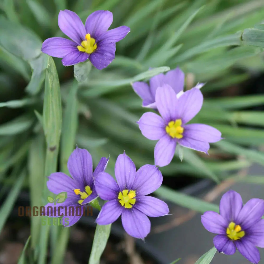 Sisyrinchium Angustifolium Seeds - Planting Perennial Iris For Your Garden