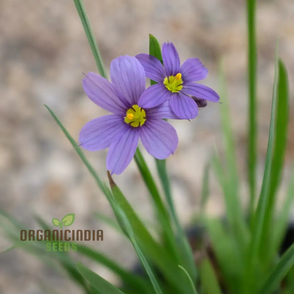 Sisyrinchium Angustifolium Seeds - Planting Perennial Iris For Your Garden