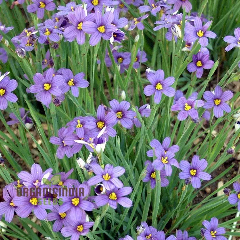 Sisyrinchium Angustifolium Seeds - Planting Perennial Iris For Your Garden