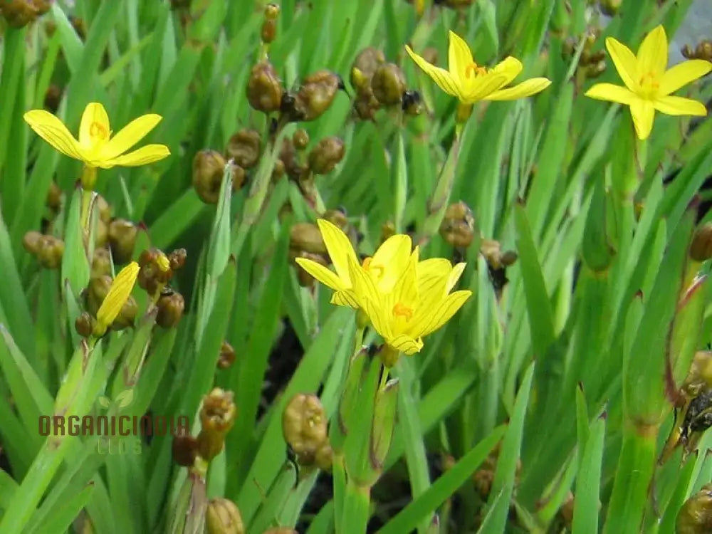 Sisyrinchium Brachypus Seeds - Hardy Perennial For Beautiful Gardens Planting Instructions Included