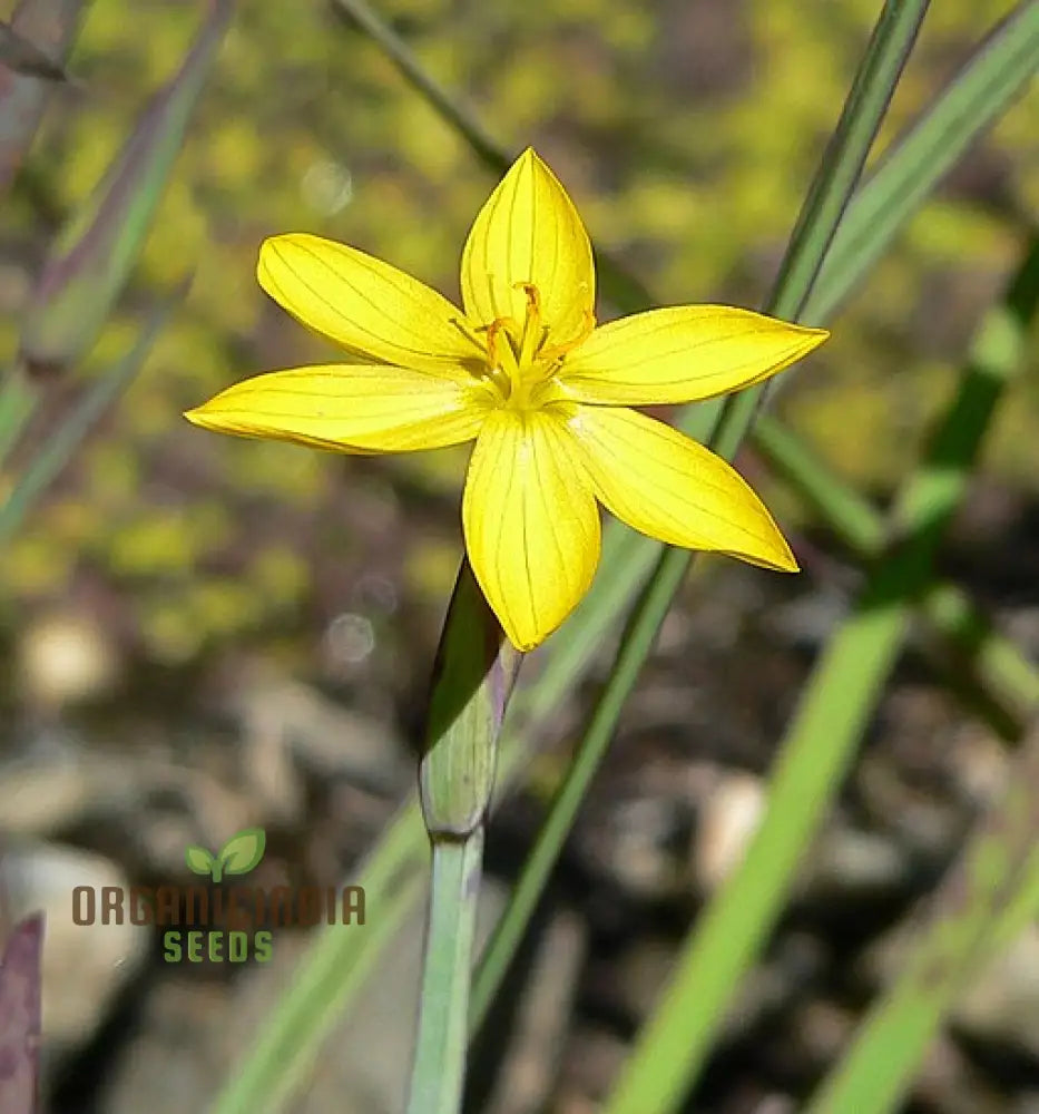 Sisyrinchium Brachypus Seeds - Hardy Perennial For Beautiful Gardens Planting Instructions Included