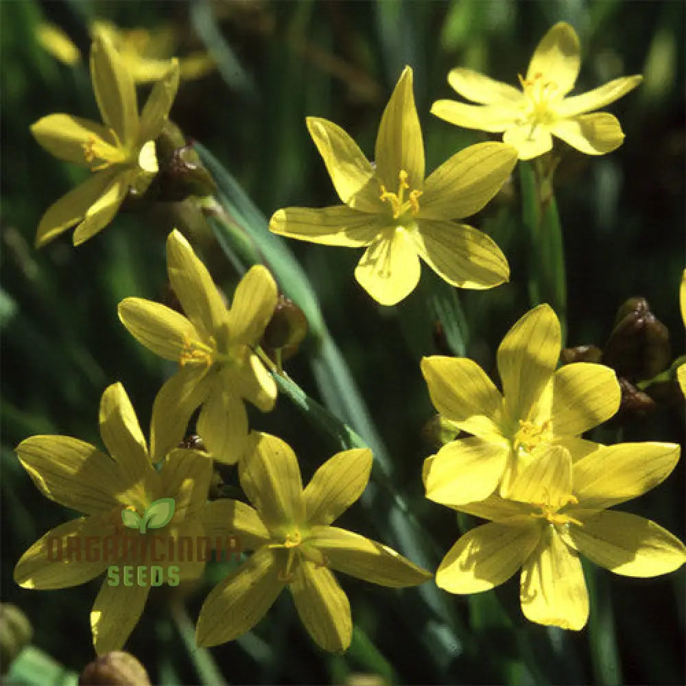 Sisyrinchium Brachypus Seeds - Hardy Perennial For Beautiful Gardens Planting Instructions Included